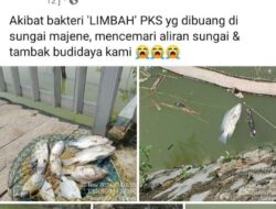 Dua Pabrik PKS Diduga Membuang Limbah Di Sungai Majene