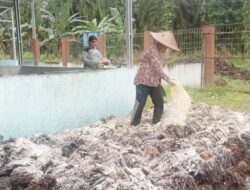 Jangkos Sawit Diolah Menjadi Jamur Dan Menghasilkan Rupiah