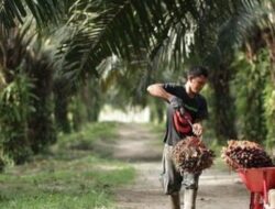 Grup Astra Agro Merubah Dusun Tikke Manjadi Pusat Ekonomi
